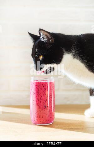Eine schwarz-weiße Katze trinkt einen Beerencocktail aus einem Glas. Liebe für Haustiere. Stockfoto