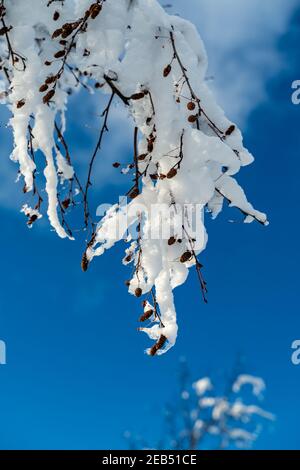 Mitten im Winterwunderland, mit verschneiten Tannenbäumen. Ein sonniger Tag im Bregenzerwald. Sonnenstrahlen beleuchten verschneite Äste. Bödele Stockfoto