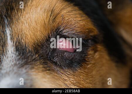 beagle Welpen Mischung mit Kirschauge vor der Operation Stockfoto