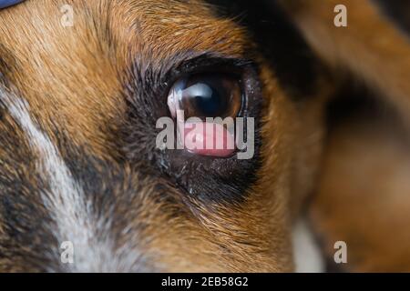 beagle Welpen Mischung mit Kirschauge vor der Operation Stockfoto