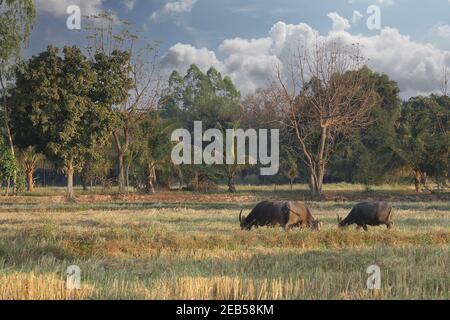 Feld nach der Ernte und Büffel essen Gras am Abend, Landwirtschaftliche Gebiete im ländlichen Thailand. Stockfoto