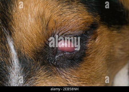 beagle Welpen Mischung mit Kirschauge vor der Operation Stockfoto