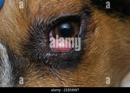 beagle Welpen Mischung mit Kirschauge vor der Operation Stockfoto