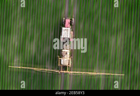 Der Traktor sprüht Pflanzen mit Herbiziden, Insektiziden und Pestiziden. Stockfoto