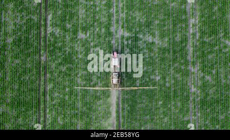 Der Traktor sprüht Pflanzen mit Herbiziden, Insektiziden und Pestiziden. Stockfoto