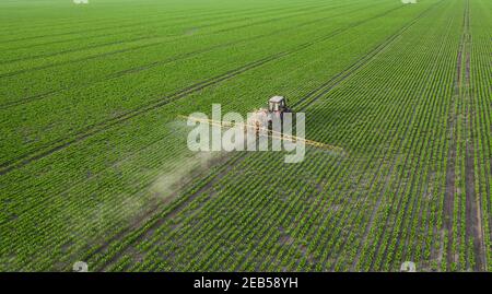 Der Traktor sprüht Pflanzen mit Herbiziden, Insektiziden und Pestiziden. Stockfoto