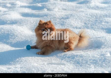 Schöne glückliche pommersche Hund spielt im Schnee mit einem Ball Stockfoto