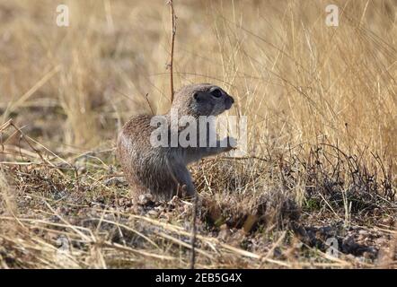 Wildtiere auf dem Aussichtspunkt. Stockfoto