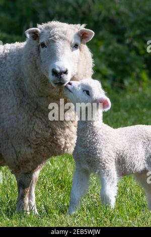 Ein Mutterschaf und ihr neugeborenes Lamm stehen eng in Ein Feld Stockfoto