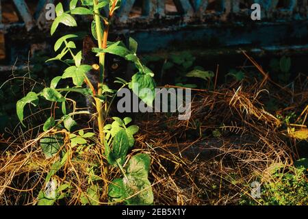 Schwarze Katze mit geeen Augen versteckt hinter einer Pflanze in Der Garten an einem sonnigen Tag Stockfoto