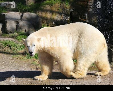 Eisbär, der im örtlichen Zoo herumläuft Stockfoto