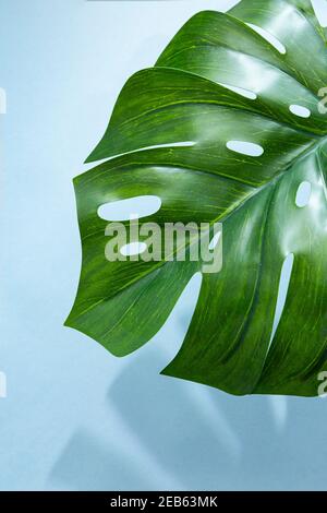 Nahaufnahme eines immergrünen Monstera-Palms auf hellblauem Hintergrund mit Kopierfläche. Tropisches minimales abstraktes Hintergrundbild Stockfoto