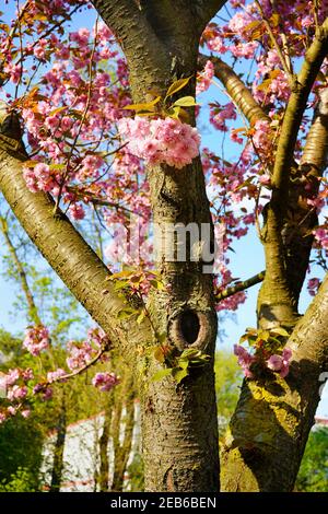 Kirschblütenbaum mit blühenden rosa Kirschblüten im Frühling in Deutschland. Blauer Himmel Hintergrund. Stockfoto