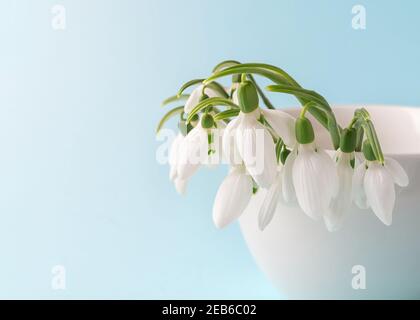 Nahaufnahme von zerbrechlichen Schneeglöckchen in einer weißen Keramikvase vor pastellblauem Hintergrund. Kleiner Strauß der ersten Frühlingsblumen Galanthus nivalis. Sp Stockfoto