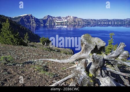 Crater Lake mit toten Bäumen im VorgrundSee ist 1.943 Meter tief, am tiefsten in den USA Crater Lake National Park Oregon, USA LA000669 Stockfoto