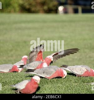 Füttern von australischen rosa Vögeln Stockfoto