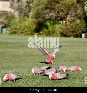 Füttern von australischen rosa Vögeln Stockfoto