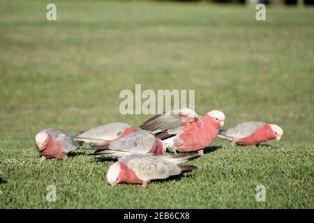 Füttern von australischen rosa Vögeln Stockfoto