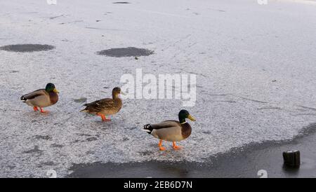 Drei Enten, die auf schneebedecktem Eis mit Kopierraum laufen Stockfoto