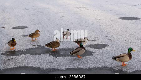 Gruppe von Enten mit orangefarbenen Beinen und Futter stehen auf Schneebedeckter eisiger Teich Stockfoto