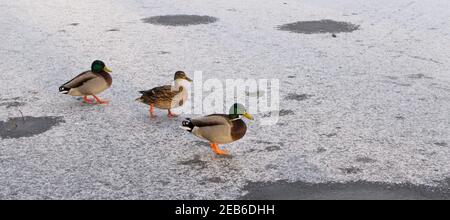 Kopfzeile mit drei Enten, die in einer Linie mit spazieren Speicherplatz kopieren Stockfoto