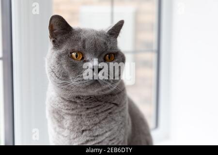 Britisches Kurzhaar Cat Blue Stockfoto
