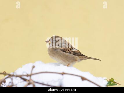 Flauschiger Haussperling (oder Passer domesticus) auf einem Ast sitzend, im Winter Stockfoto