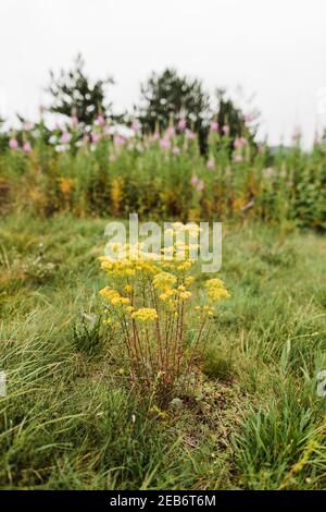 Frühlingswiese mit Blumen und Bäumen Stockfoto