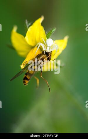 Eine Schwebfliege wird von einer Blume Krabbenspinne (Misumena vatia) auf einer gelben Tomatenpflanze Blume in einem Garten gefangen. Stockfoto