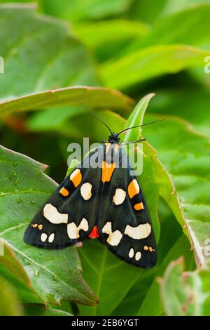 Nahaufnahme einer scharlachroten Tiger Moth (Callimorpha dominula) auf einem Blatt in einem Garten im Südwesten Englands im Sommer. Stockfoto