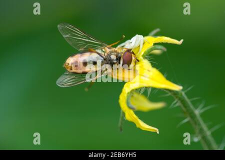 Eine Schwebfliege wird von einer Blume Krabbenspinne (Misumena vatia) auf einer gelben Tomatenpflanze Blume in einem Garten gefangen. Stockfoto