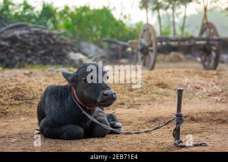 Baby Büffel im ländlichen Dorf Stockfoto