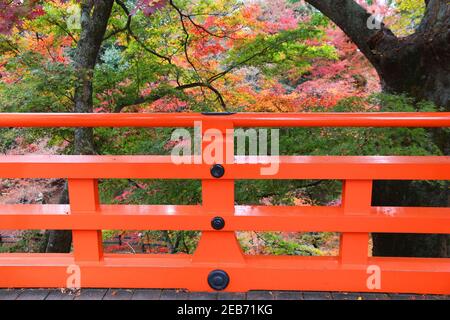 Herbst in Japan - bunte Blätter von Kitano Tenmangu Gärten in Kyoto. Stockfoto