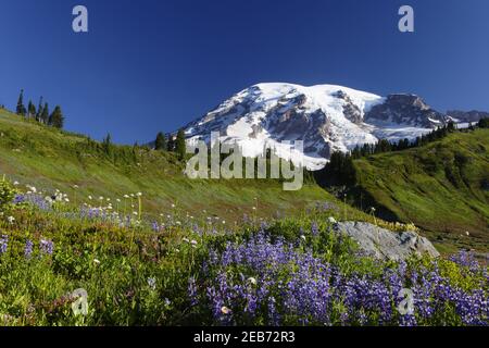 Mount Rainier und alpine WiesenParadise Mount Rainier NP Washington State, USA LA001298 Stockfoto