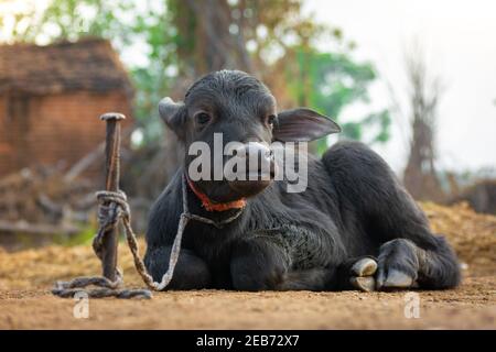 Baby Büffel im ländlichen Dorf Stockfoto