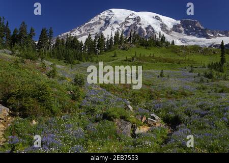 Mount Rainier und alpine WiesenParadise Mount Rainier NP Washington State, USA LA001306 Stockfoto