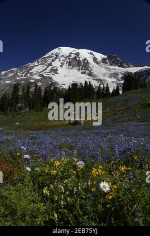 Mount Rainier und alpine WiesenParadise Mount Rainier NP Washington State, USA LA001328 Stockfoto