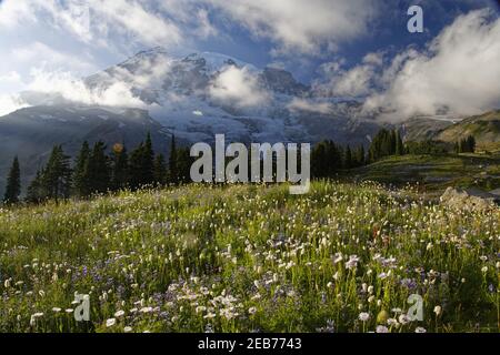 Mount Rainier und alpine WiesenParadise Mount Rainier NP Washington State, USA LA001336 Stockfoto