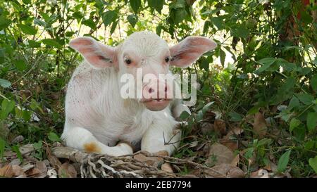 Wasserbüffel Albino ruht im Grünen. Kleine lustige einzigartige und spezielle Albino Baby Stier grasen im Grünen in Thailand. Landwirtschaft Konzept, tradit Stockfoto