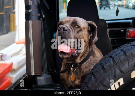 Nahaufnahme eines braunen italienischen Mastiff Cane Corso Hundes, der auf der Rückseite eines Autos sitzt und mit Augenkontakt in die Kamera blickt. Stockfoto