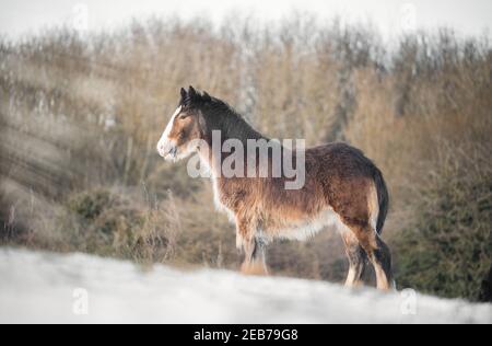 Schöne große irische Gypsy Cob Pferd Fohlen stehen wild in Schneefeld auf dem Boden Blick in Richtung Kamera kalt tief verschneit Winterlandschaft bei Sonnenuntergang Stockfoto