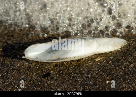 Der Cuttlebone ist eigentlich die innere Schale eines gemeinen Cuttlefish, einer Art von Cephalopod-Weichtier, die sandige Sublitoralzonen begünstigt. Stockfoto