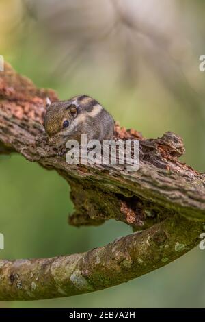 Himalayan gestreiftes Eichhörnchen Tamiops mcclellandii auf einem Baumstamm Stockfoto