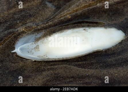 Der Cuttlebone ist eigentlich die innere Schale eines gemeinen Cuttlefish, einer Art von Cephalopod-Weichtier, die sandige Sublitoralzonen begünstigt. Stockfoto