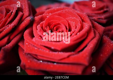 Langstielige Rose mit funkelnden Tautropfen, ein perfektes Geschenk, um Ihre Gefühle einem geliebten Menschen auszudrücken! Stockfoto