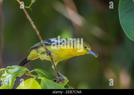 Gewöhnliche Iora Aegithina tiphia, die kleines Insekt frisst Stockfoto