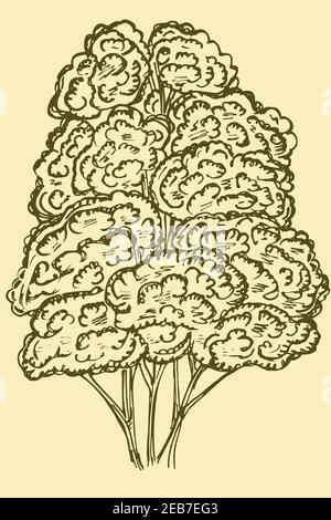 Baumskizze, Retro-Illustration. Vektor, ein großer Baum. Einfache Freihand-Bleistiftzeichnung. Bearbeitbares Objekt. Stock Vektor