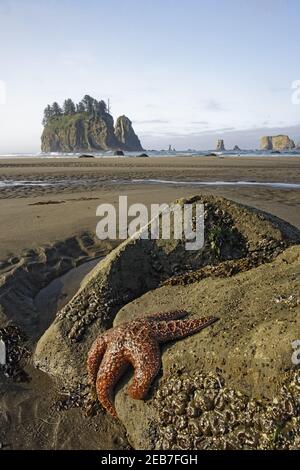 Offsore Sea Stacks und Tidepools mit Ocher Sea Stars (Pisaster ochraceus) Second Beach Olympic National Park Washington State USA LA001579 Stockfoto