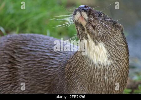 Vorfreude auf das Gesicht eines Fischotters bei der Besucherattraktion in Buckfastleigh Devon, derzeit wegen Covid-Beschränkungen geschlossen. Die Dartmoor Otter Sa Stockfoto