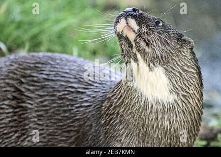 Foto Illustration Antizipation auf dem Gesicht eines Otters bei der Besucherattraktion in Buckfastleigh Devon, derzeit wegen Covid-Beschränkungen geschlossen. Th Stockfoto